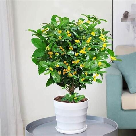 桂花 盆栽